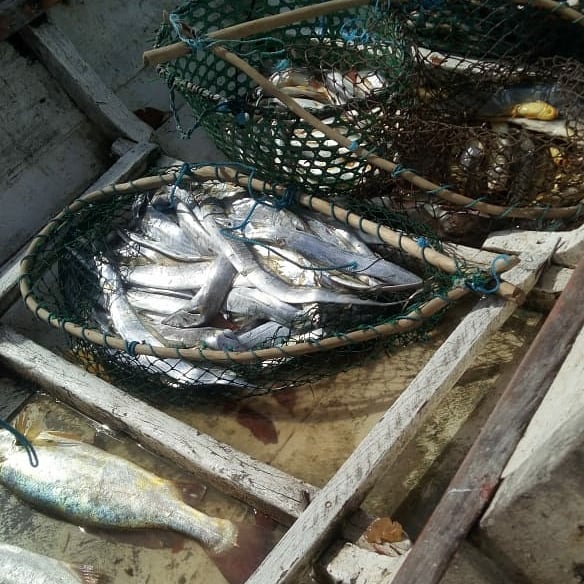 E Deus nos deu peixe em abundância em nossa base em Tatuteua PA. Porque missão nunca foi só pregação.