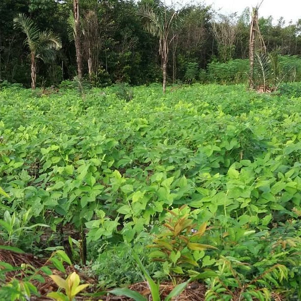 A base Missionária na Mina tem frutificado na área espiritual e na área natural também! Como Deus transforma deserto em terra fértil por amor a quem Ele ama.