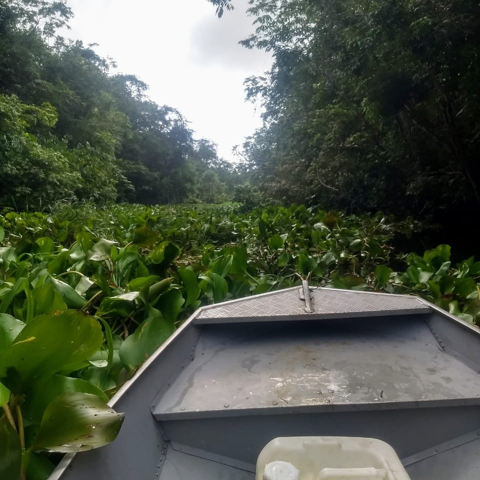 Povo de Deus, chegou o inverno Marajoara, e com ele os barrancos (nome que os ribeirinhos dão as plantas aquáticas que impedem a navegação). Estamos cumprindo o IDE do Senhor e as vezes não dá para passar no Rio Cumucuru, mas quando dá, vale muito a pena o sacrifício.